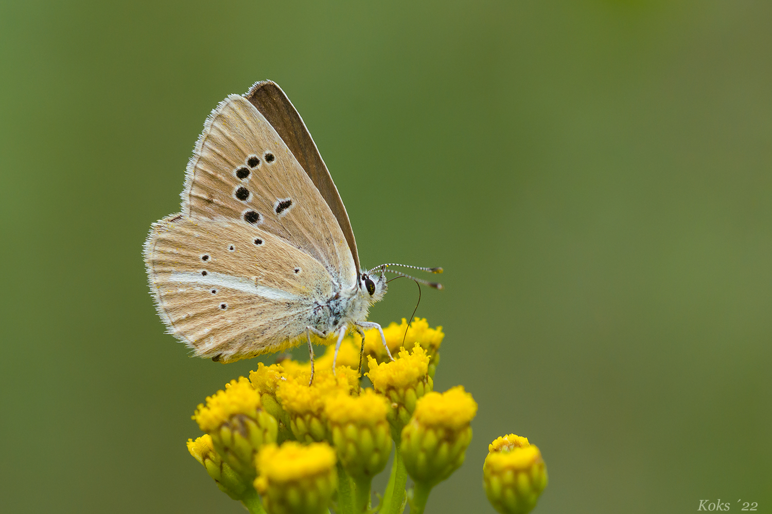 Tolles Mädchen