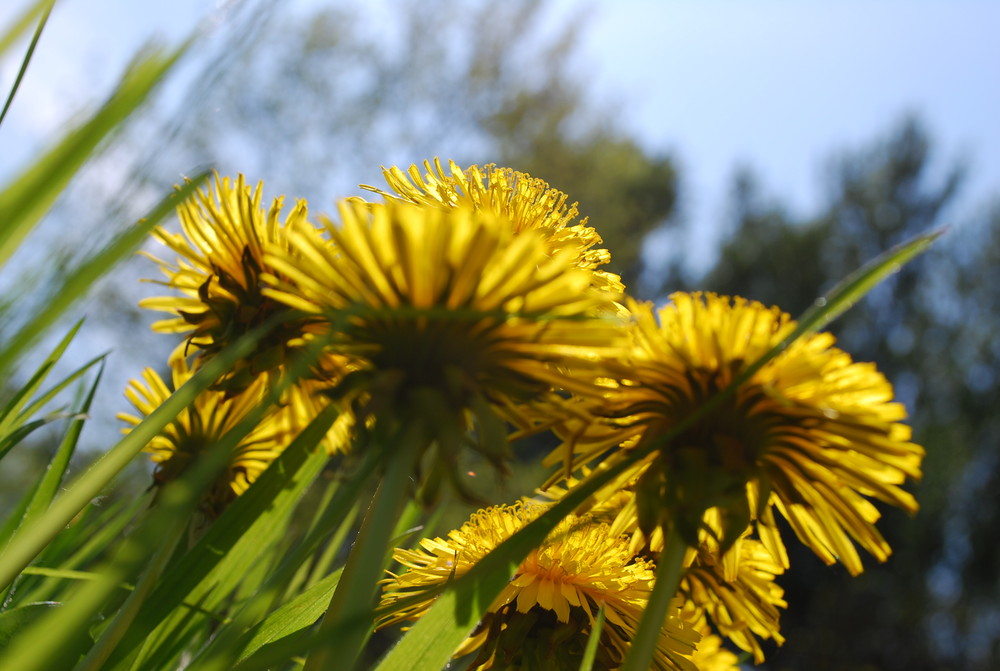 tolles Sommerfeeling