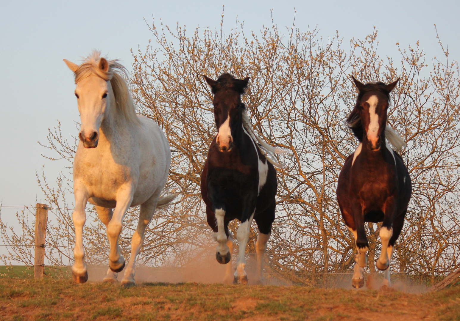 Tolles Trio