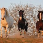 Tolles Trio