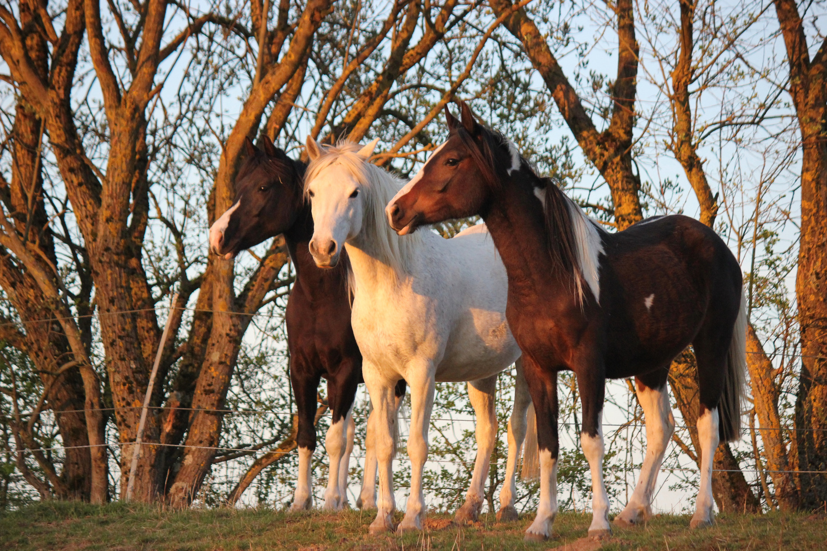 Tolles Trio II