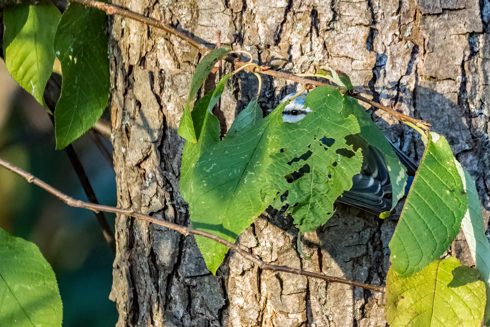 "TOLLES VERSTECK"