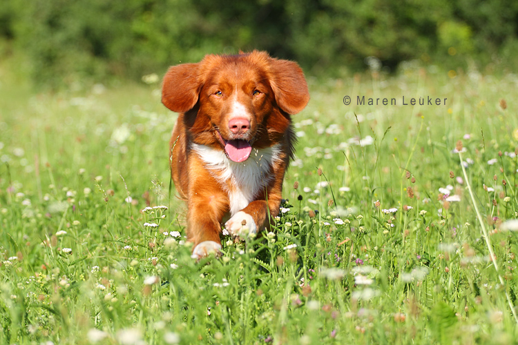 Tolling Retriever Baven