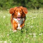 Tolling Retriever Baven