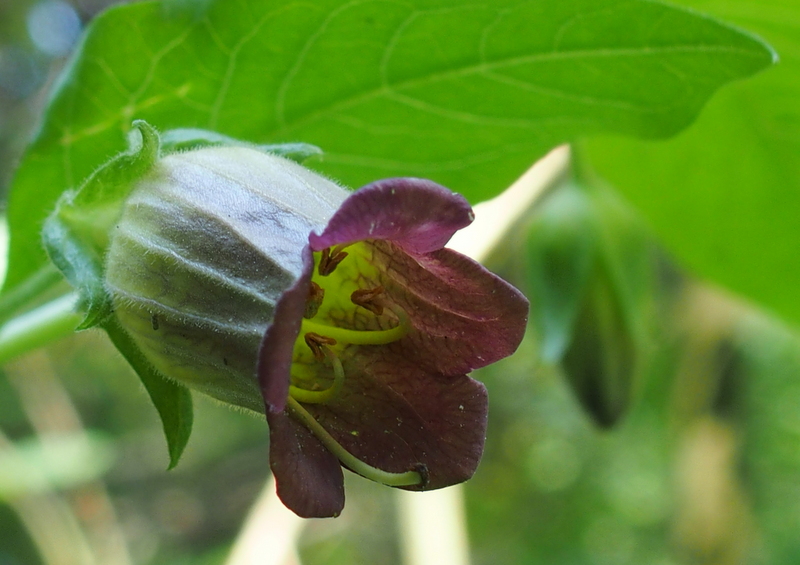 Tollkirsche 'Atropa bella-donna'