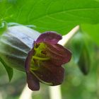 Tollkirsche 'Atropa bella-donna'