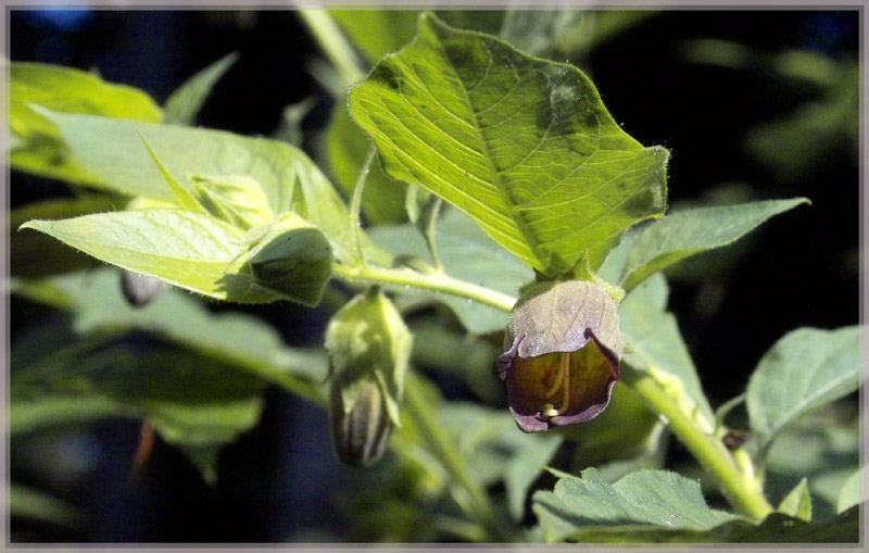 Tollkirsche (Belladonna)