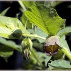 Tollkirsche (Belladonna)