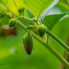 Tollkirschen (Atropa) 