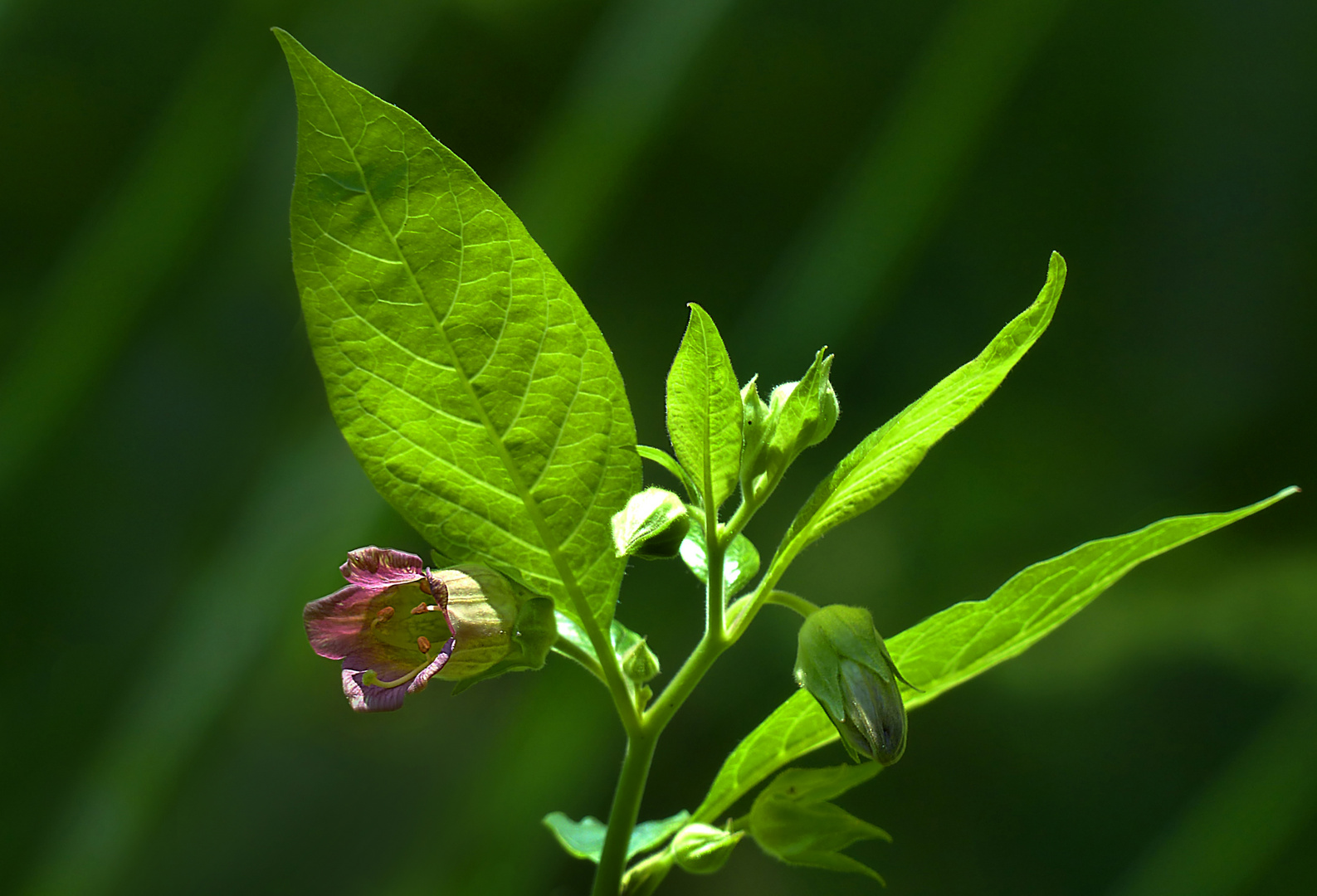 Tollkirschenblüte