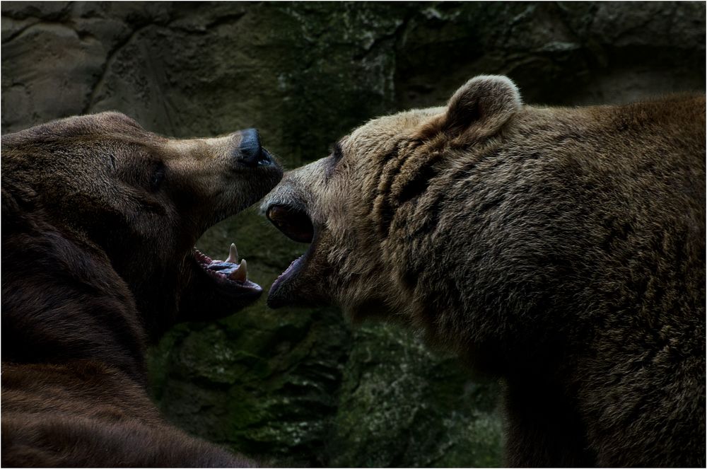 tollpatschige Versuche zweifelhaften Nachahmungsverhaltens von Wildtieren in Gefangenschaft