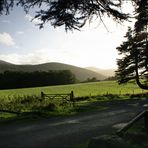 Tollymore Forest Park II