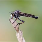 Tolmerus atricapillus