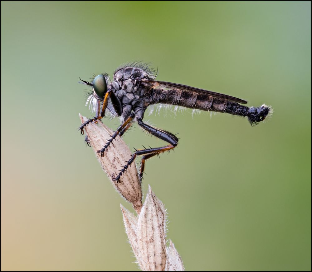 Tolmerus atricapillus