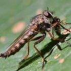 Tolmerus atricapillus .....