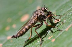 Tolmerus atricapillus .....