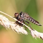 Tolmerus atricapillus