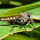 Tolmerus atricapillus, Gemeine Raubfliege