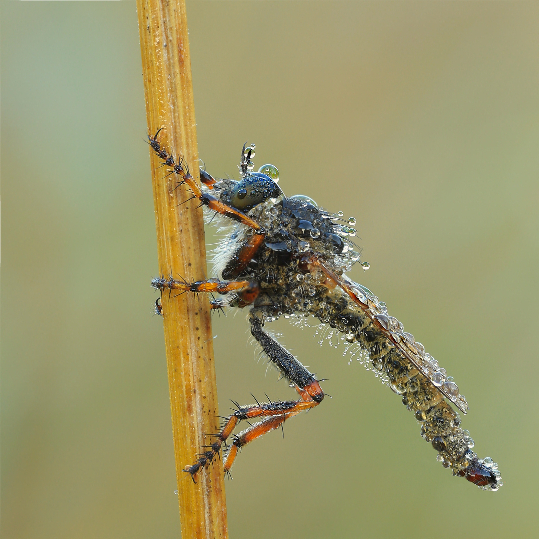 Tolmerus cingulatus…..