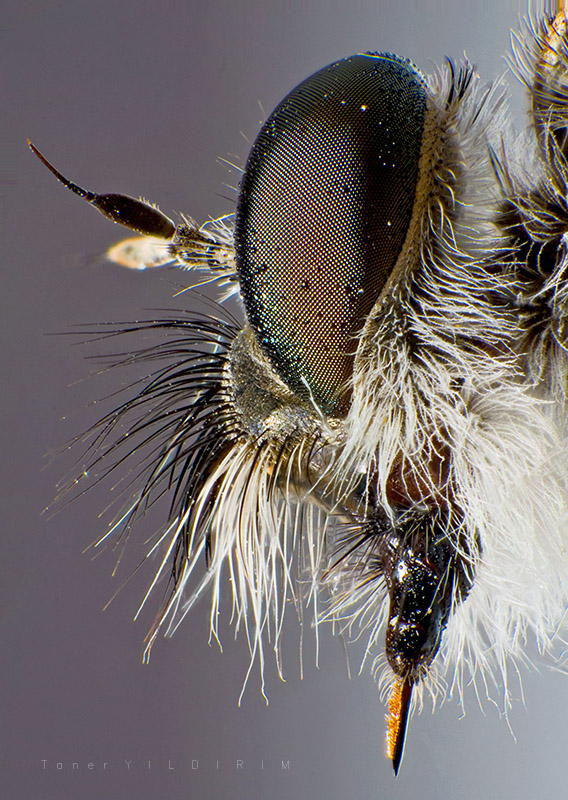 Tolmerus Species - Robber fly