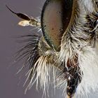 Tolmerus Species - Robber fly