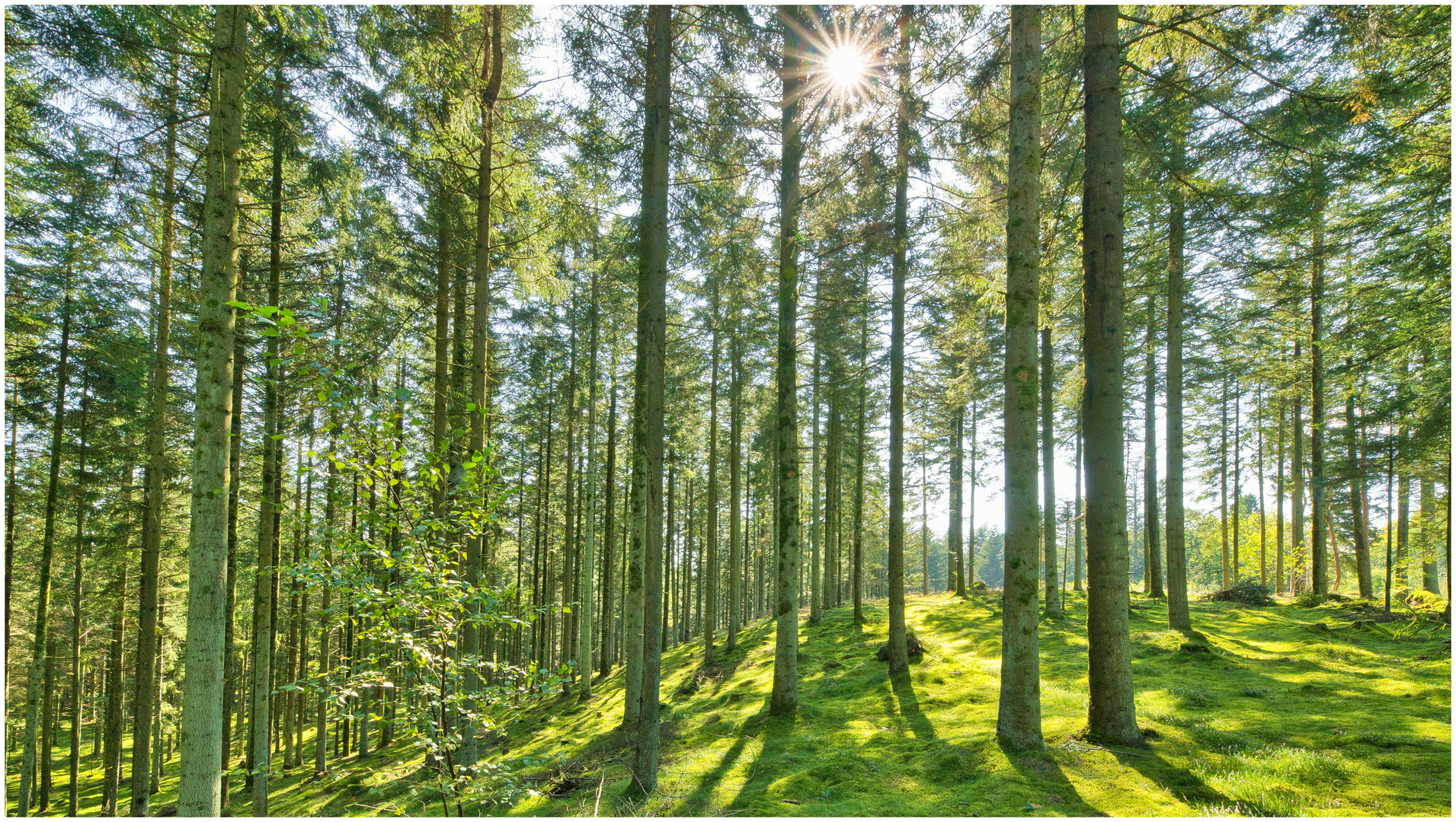 Tolne Klitplantage in Gegenlicht