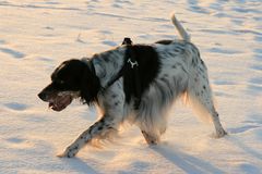 Tolo am Strand