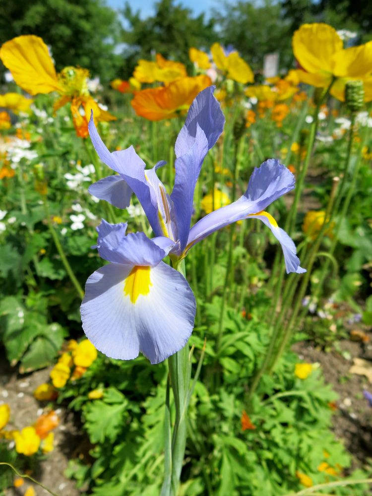 Tolosa in fiore