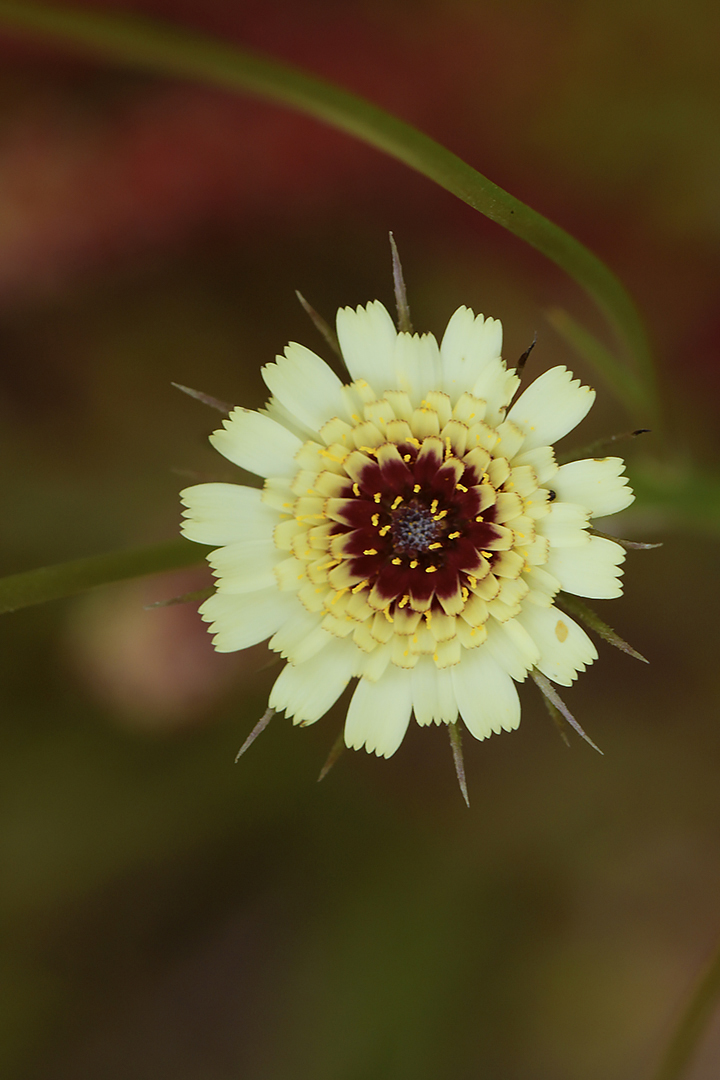 Tolpis umbellata