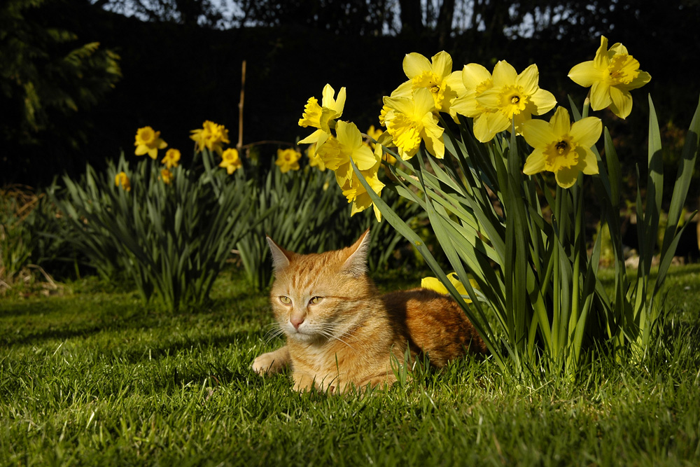 Tolstoi feiert Ostern