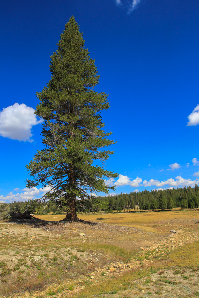 Tolumne Meadows