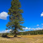 Tolumne Meadows