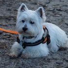 Tom am Strand