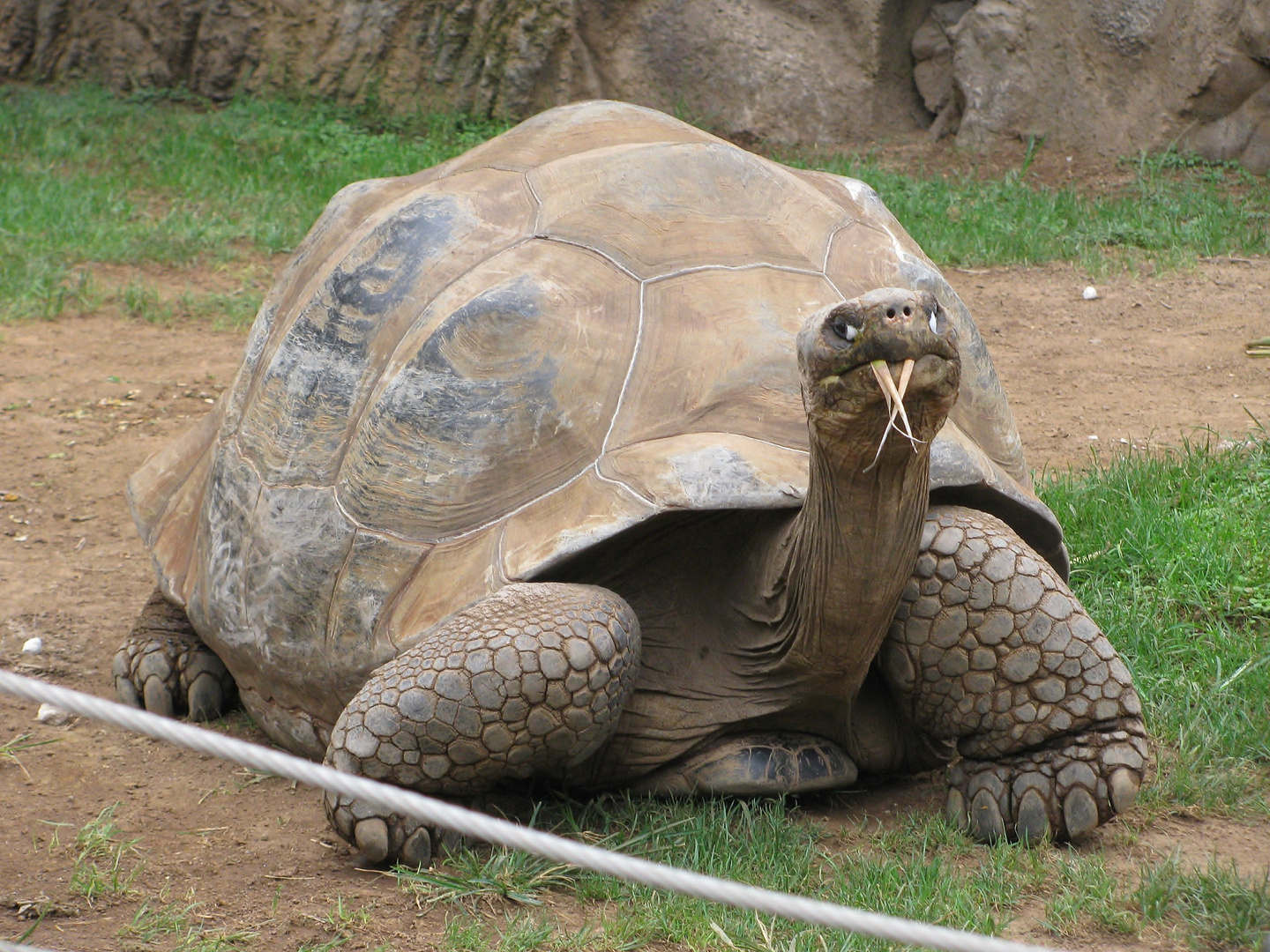 Tom die Galapagos-Riesenschildkröte