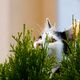 Tom in der Hecke