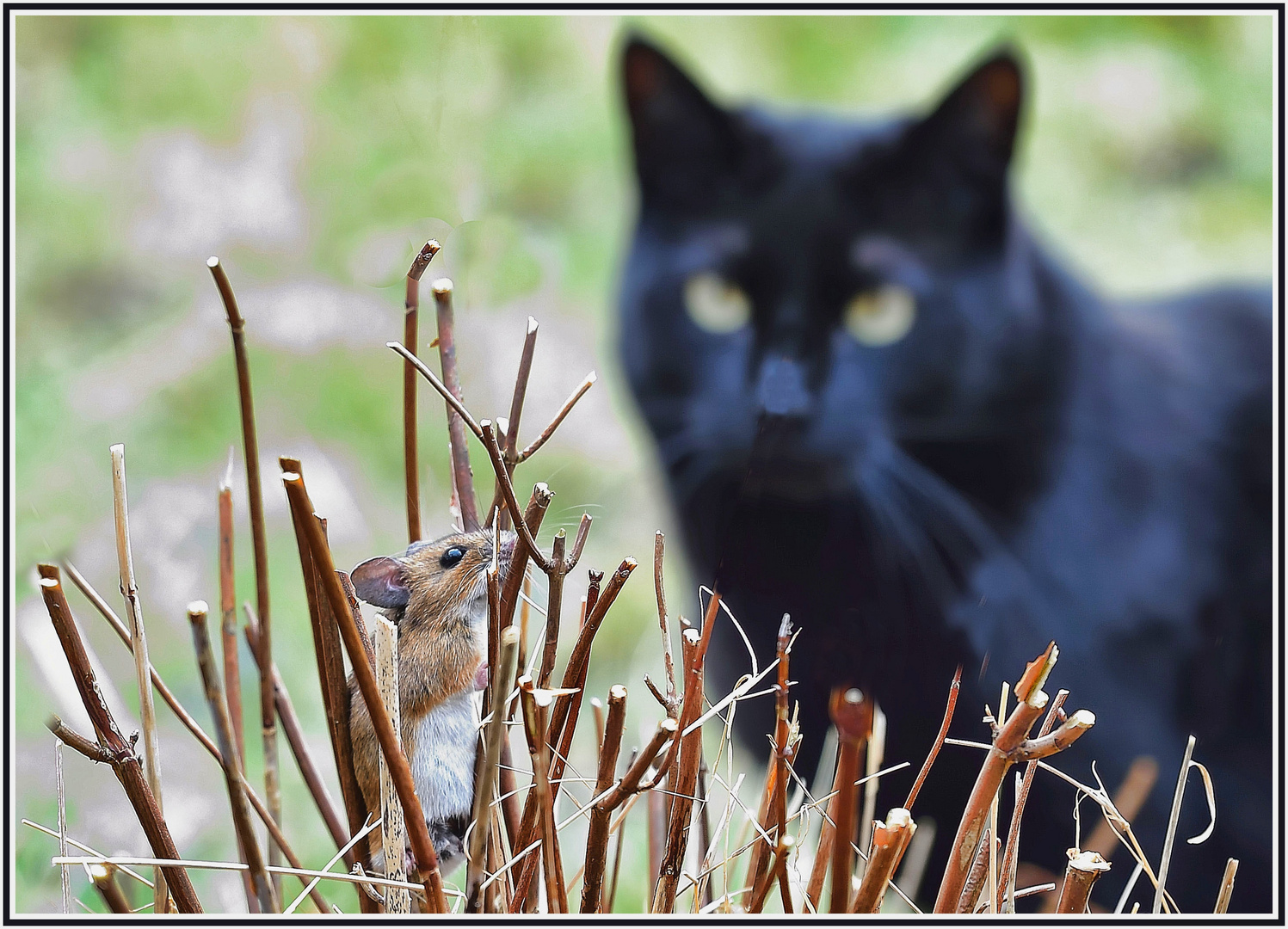 Tom und Jerry