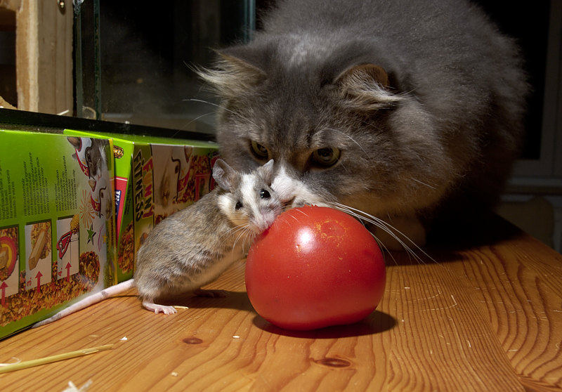 Tom und Jerry