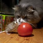 Tom und Jerry