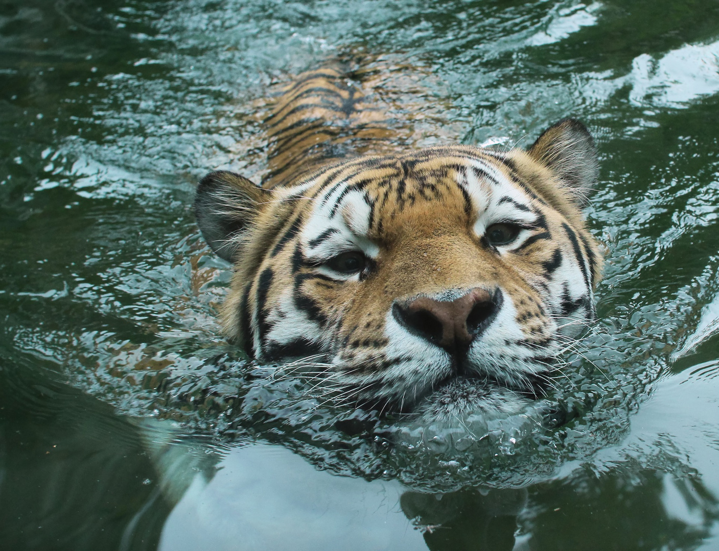 Tomak beim baden.