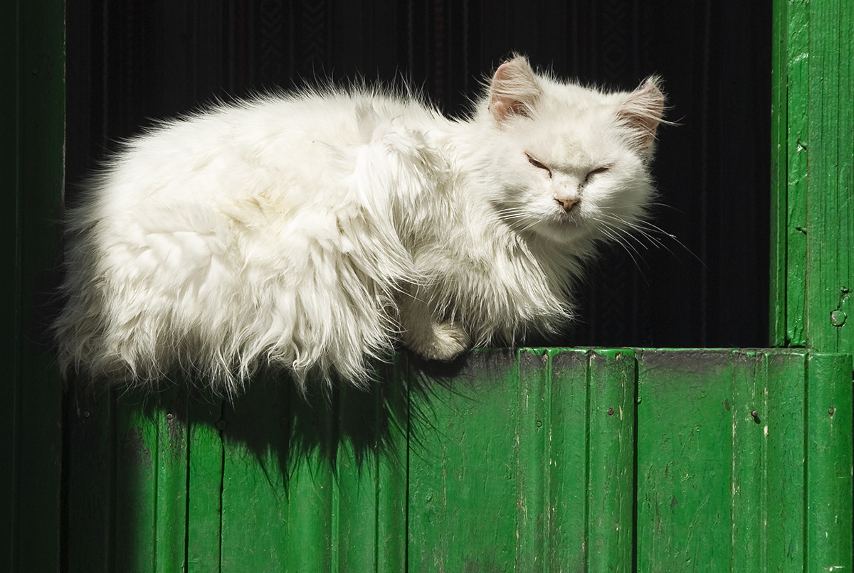 Tomando el sol