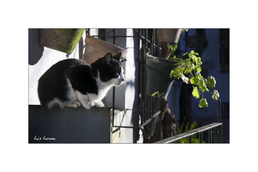 Tomando El Sol