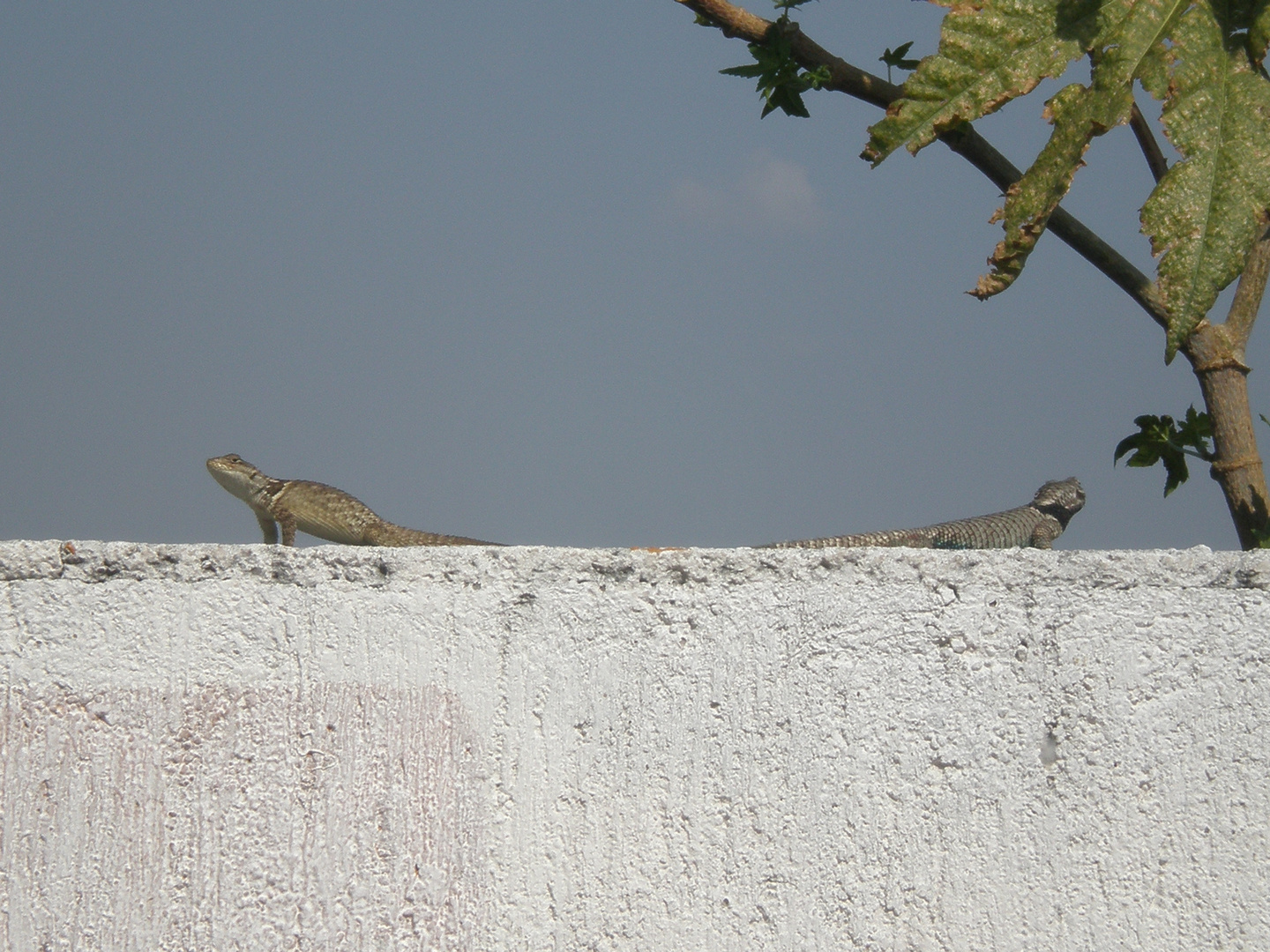 TOMANDO EL SOL