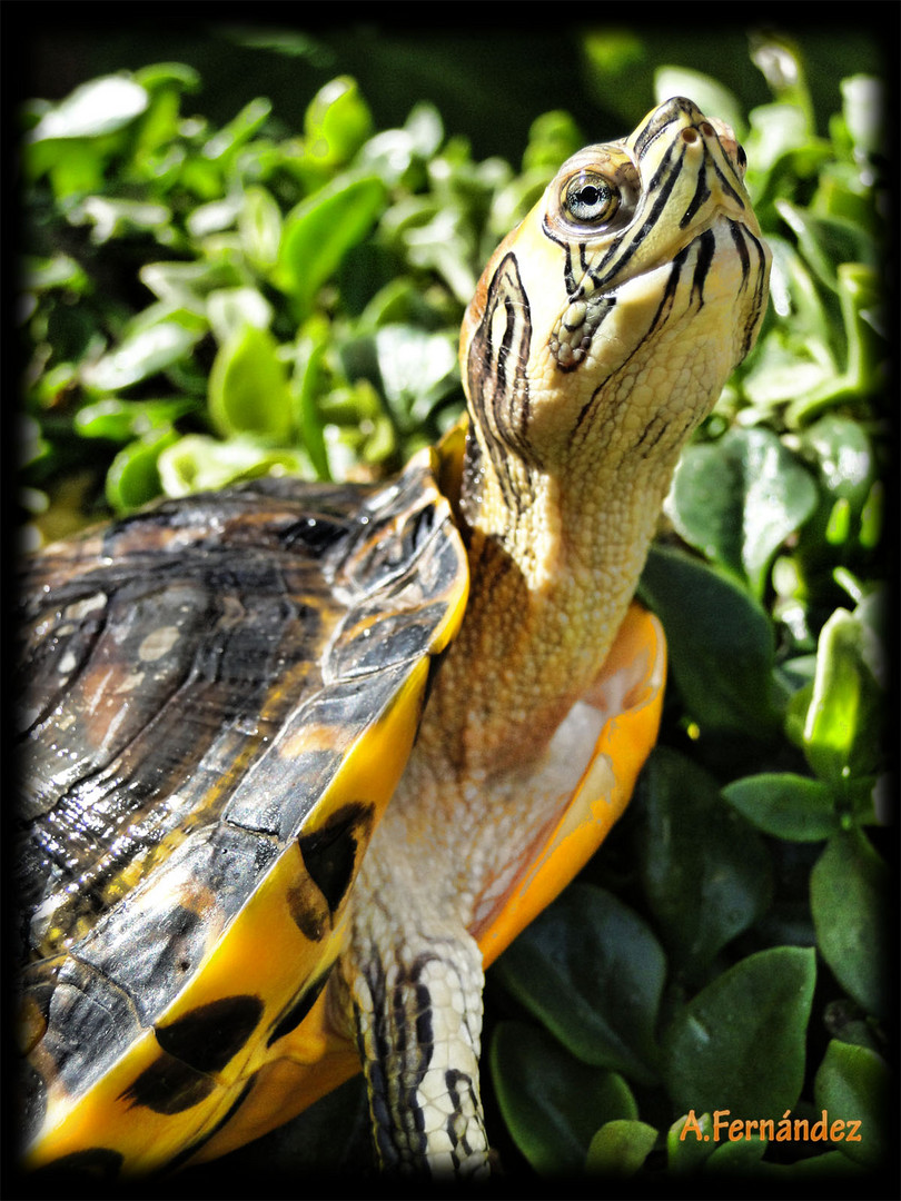 Tomando el Sol