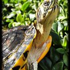 Tomando el Sol