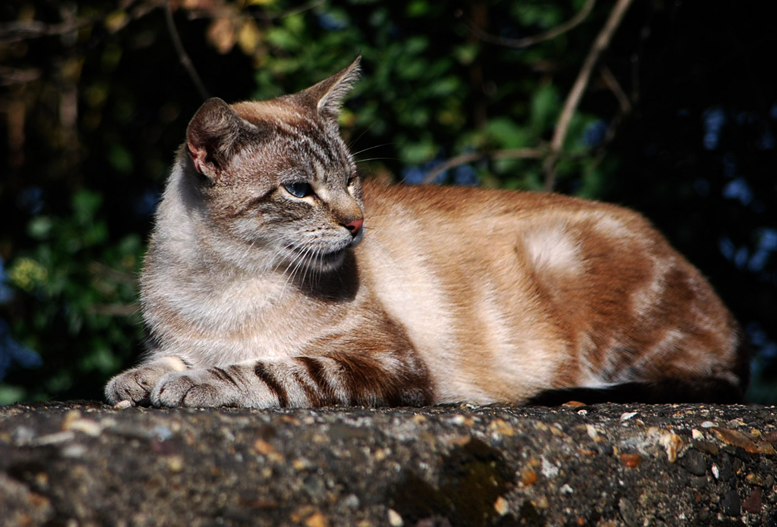 tomando el sol