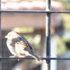 Tomando el sol de la mañana