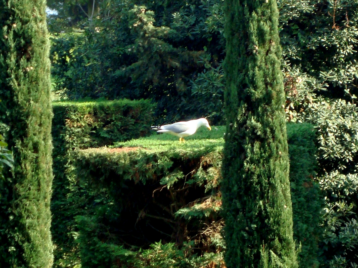  Tomando el sol en el jardin 