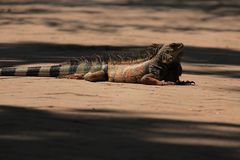 Tomando el sol en el Parque