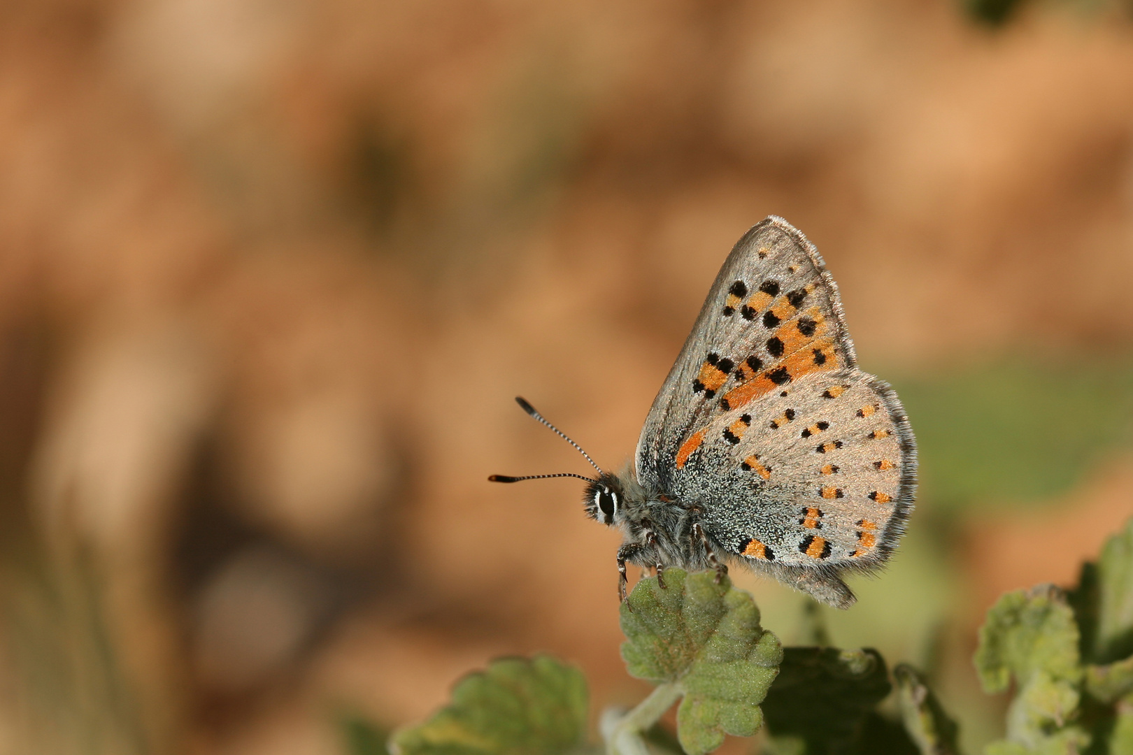 Tomares nogelii,Anatolian Vernal Copper