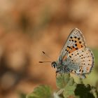 Tomares nogelii,Anatolian Vernal Copper